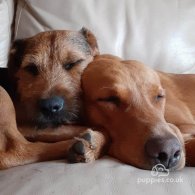 Lakeland Terrier - Dogs