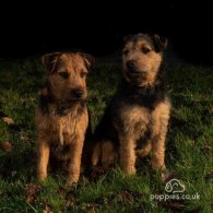 Lakeland Terrier - Dogs