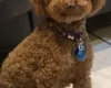 Miniature Poodle - Dogs