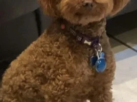 Miniature Poodle - Dogs