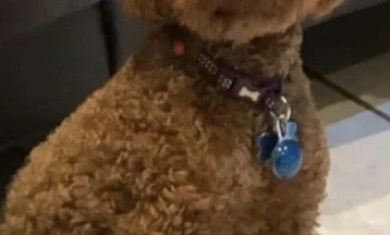 Miniature Poodle - Dogs