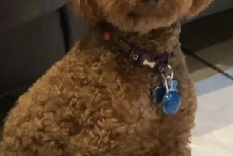 Miniature Poodle - Dogs