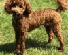 Miniature Poodle - Dogs