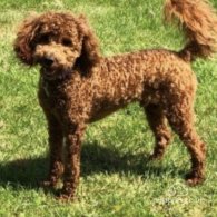 Miniature Poodle - Dogs