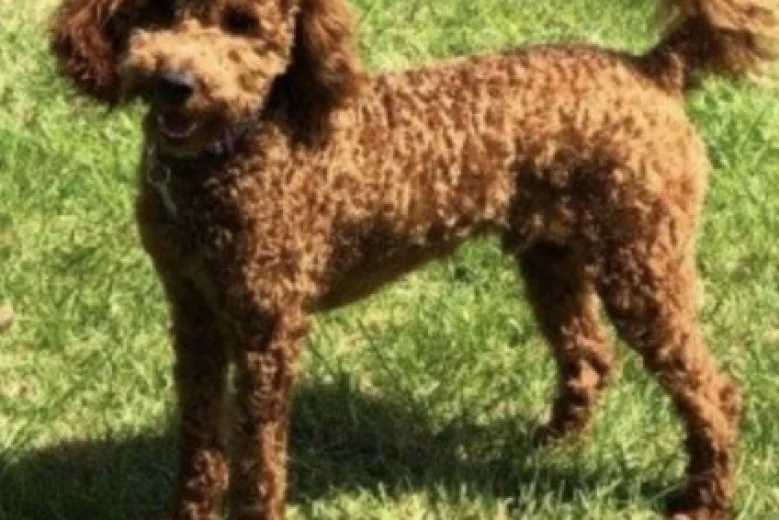 Miniature Poodle - Dogs