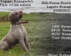 Mixed Breed - Dogs