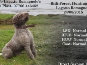 Mixed Breed - Dogs