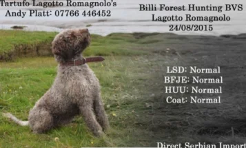 Mixed Breed - Dogs