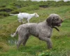 Mixed Breed - Dogs
