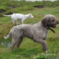 Mixed Breed - Dogs