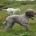 Mixed Breed - Dogs