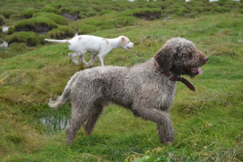 Mixed Breed - Dogs