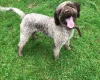 Mixed Breed - Dogs