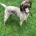 Mixed Breed - Dogs