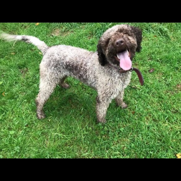 Mixed Breed - Dogs