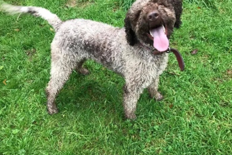 Mixed Breed - Dogs