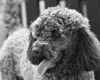 Poodle - Dogs