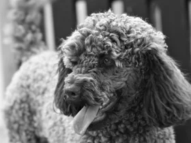 Poodle - Dogs