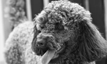 Poodle - Dogs