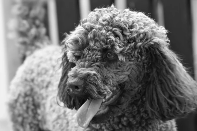 Poodle - Dogs
