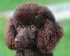 Poodle - Dogs