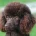 Poodle - Dogs