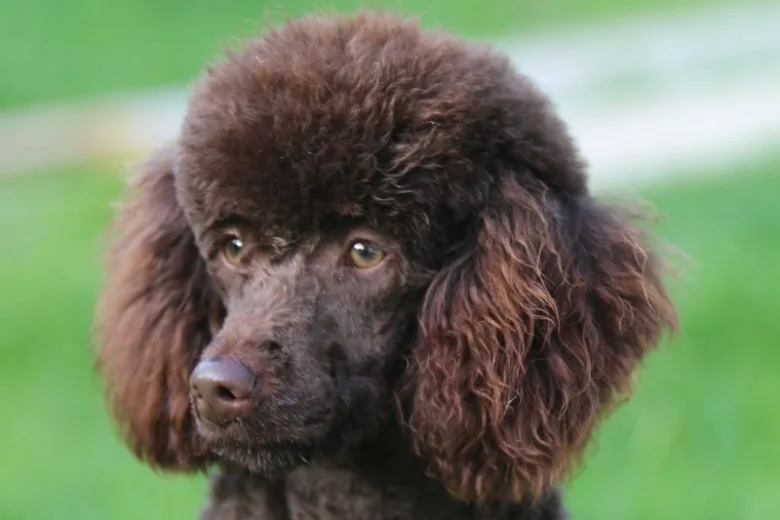 Poodle - Dogs