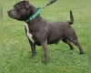 Staffordshire Bull Terrier - Dogs