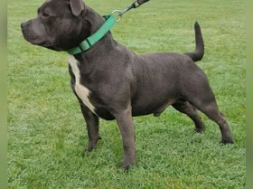 Staffordshire Bull Terrier - Dogs