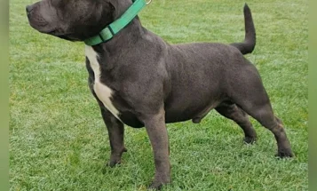 Staffordshire Bull Terrier - Dogs