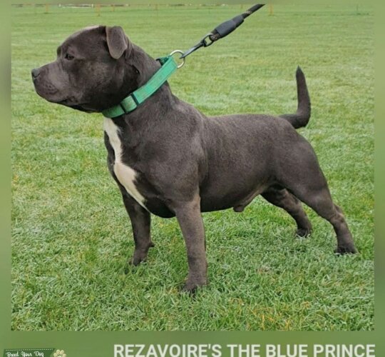 Staffordshire Bull Terrier