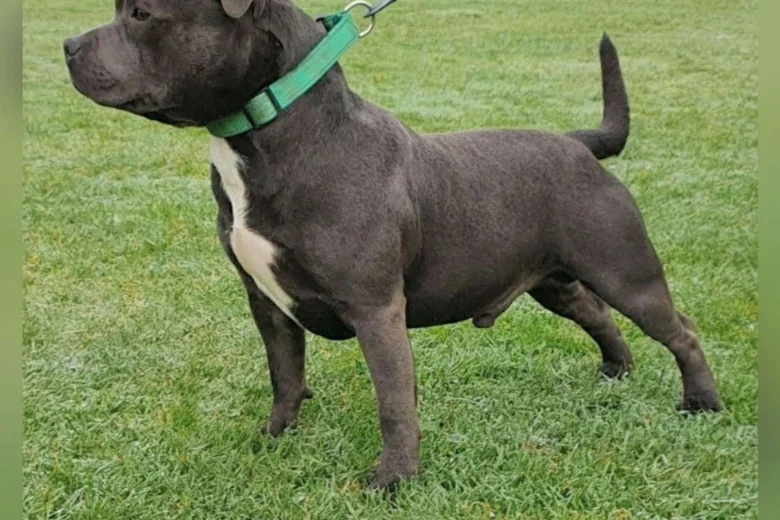 Staffordshire Bull Terrier - Dogs