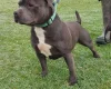 Staffordshire Bull Terrier - Dogs