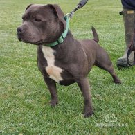 Staffordshire Bull Terrier - Dogs