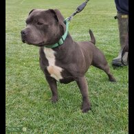 Staffordshire Bull Terrier - Dogs