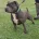 Staffordshire Bull Terrier - Dogs