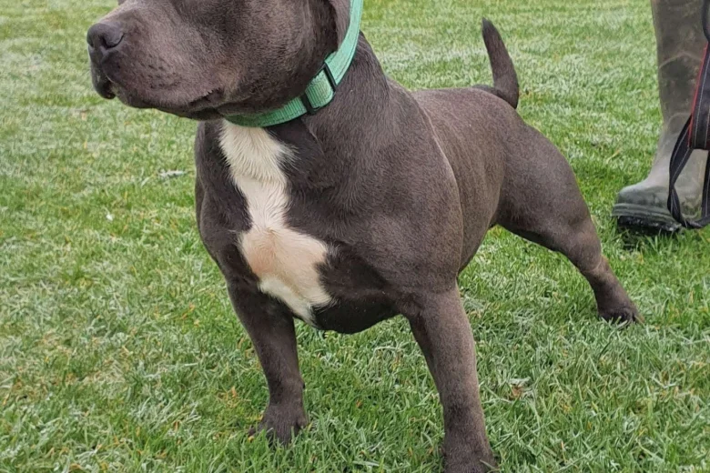 Staffordshire Bull Terrier - Dogs