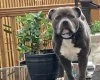 Staffordshire Bull Terrier - Dogs