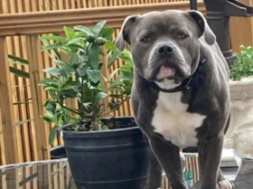 Staffordshire Bull Terrier - Dogs