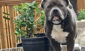 Staffordshire Bull Terrier - Dogs