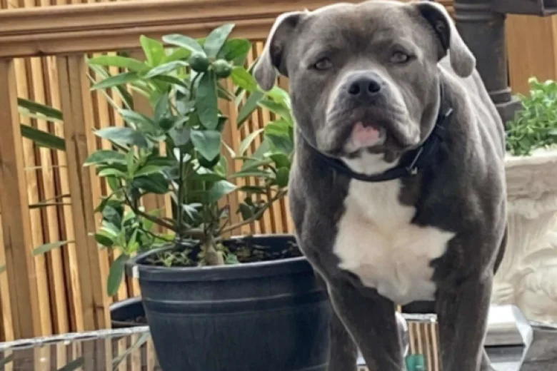Staffordshire Bull Terrier - Dogs