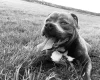 Staffordshire Bull Terrier - Dogs