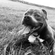 Staffordshire Bull Terrier - Dogs