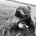 Staffordshire Bull Terrier - Dogs