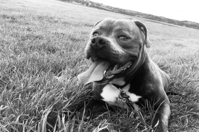 Staffordshire Bull Terrier - Dogs