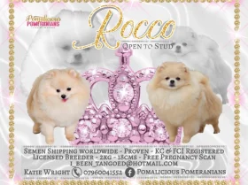 Pomeranian - Dogs