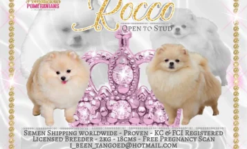 Pomeranian - Dogs