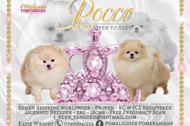Pomeranian - Dogs