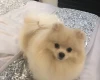 Pomeranian - Dogs