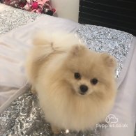 Pomeranian - Dogs